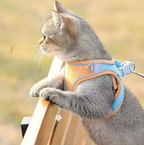 🔥Last Day Promotion 49% OFF🔥🔥One Piece Vest Leash