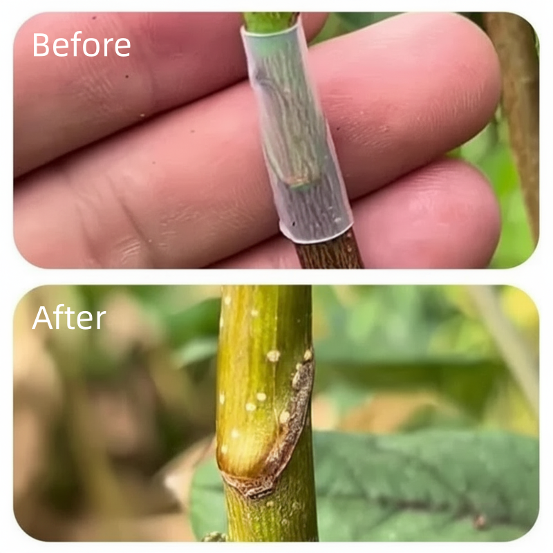 🛠️ Buy 1 Get 1 Free! ✨ 50pcs Silicone Grafting Sleeves – Flexible, Durable & Promotes Fruit Tree Healing 🌳✨