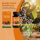 💐50% OFF ! Fruit & Berry Plant Food – Abundant Harvests Guaranteed 🍓📈 【Limited Offer】