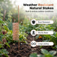 🔥Summer Hot Sale🔥Copper Spiral Antenna Plant Stakes